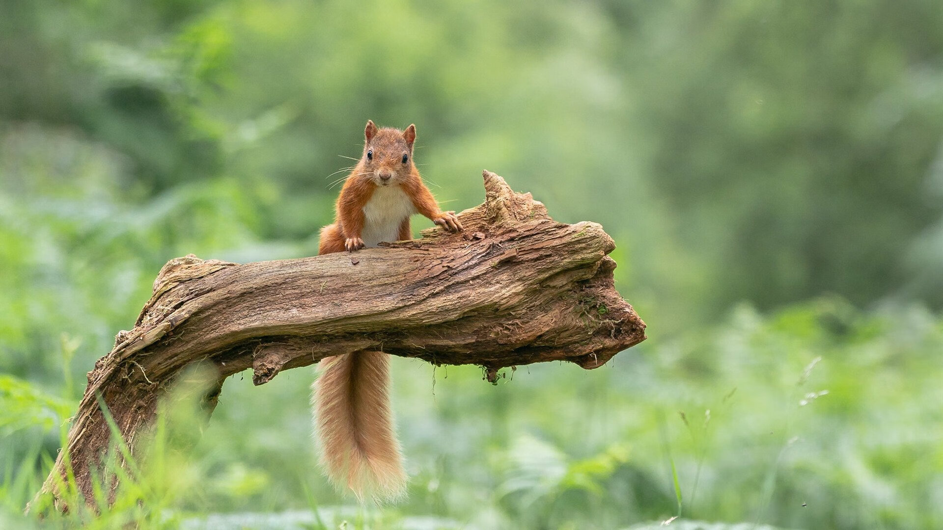 米切尔44分导演末日快攻,快船七人上双撕碎森林狼防线