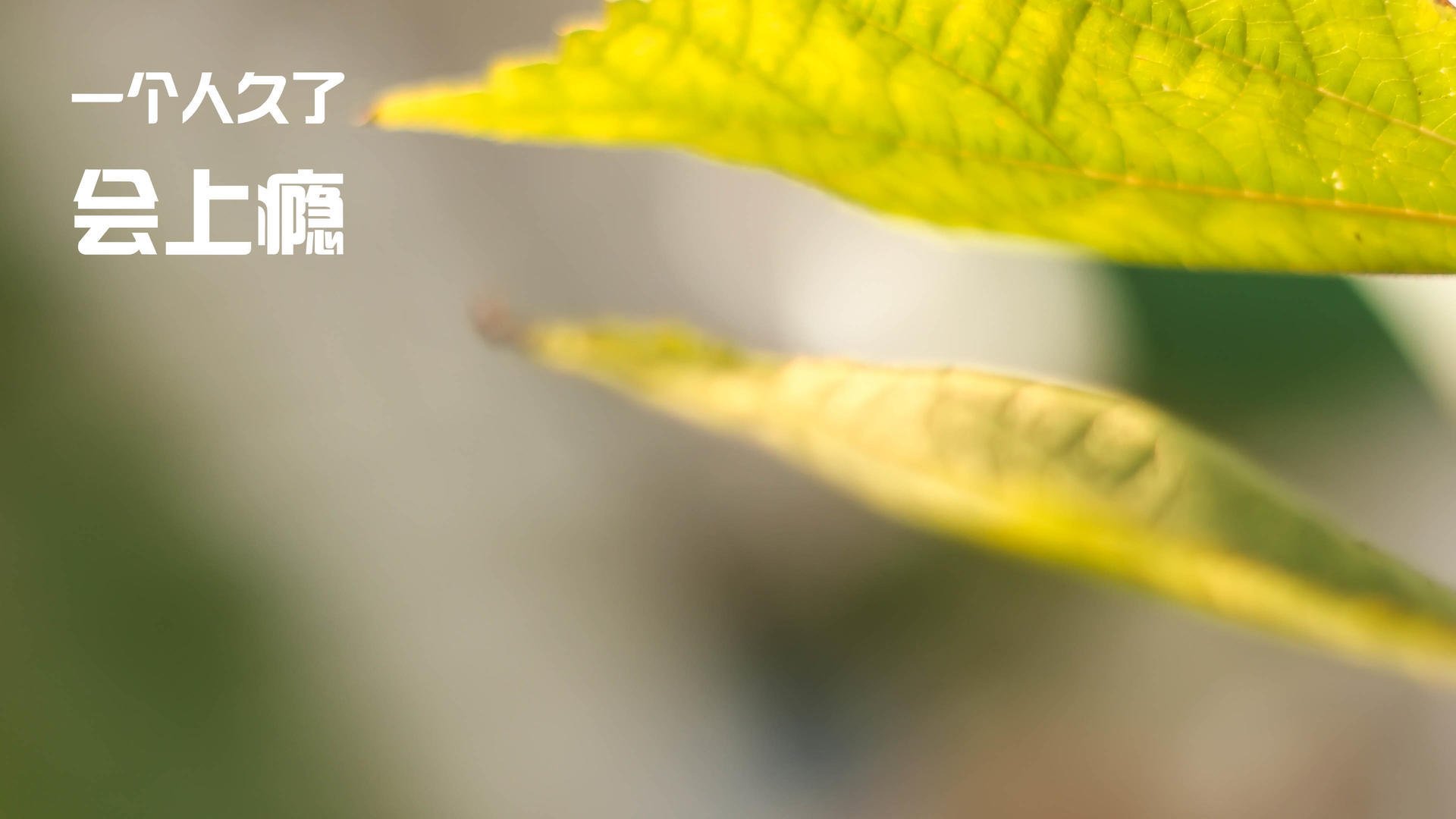 开云体育官网-欧冠淘汰赛焦点战启示录，独行侠硬仗取胜北京队的跨界竞技传奇